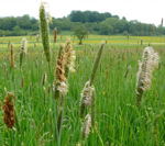 Wiesen-Fuchsschwanzgras kl.