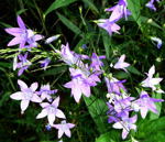 Wiesen-Glockenblume kl.