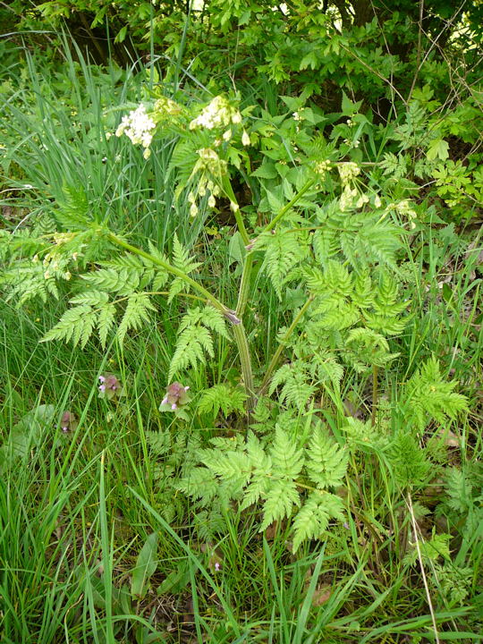 Wiesen-Kerbel (Anthriscus sylvestris) April 2008 Wildblumen Huettenfeld 042