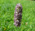 Wiesen-Lieschgras kl.