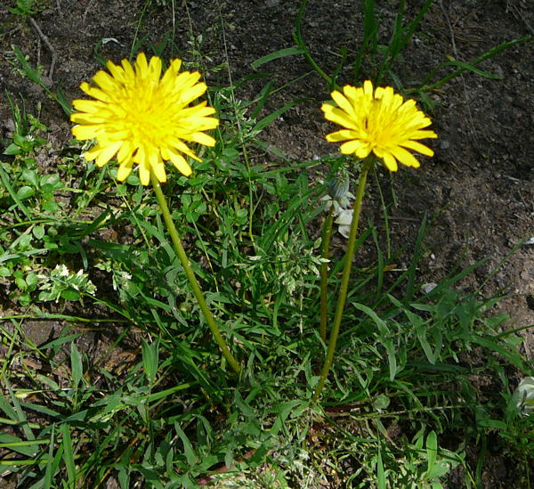 Wiesen-Lwenzahn Taraxacum officinale Mai 09 Schmetterlinge u. Insekten Viernheimer Heide 057