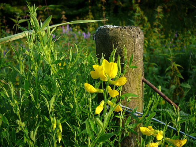 Wiesen-Platterbse - Lathyrus pratensis Urlaub 2009 Tann in der Rhn 068