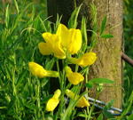Wiesen-Platterbse - Lathyrus pratensis kl.