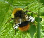 Wiesenhummel Bombus pratorum kl.