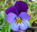 Wildes Stiefmtterchen kl.