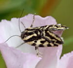 Windeneulchen (Emmelia trabealis) kl.