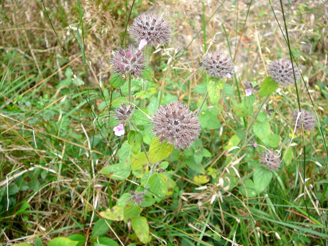 Wirbeldost (Calamintha clinopodium = Clinopodium vulgareSep 2009 Htt. Garten u. Viernheimer Wald 083
