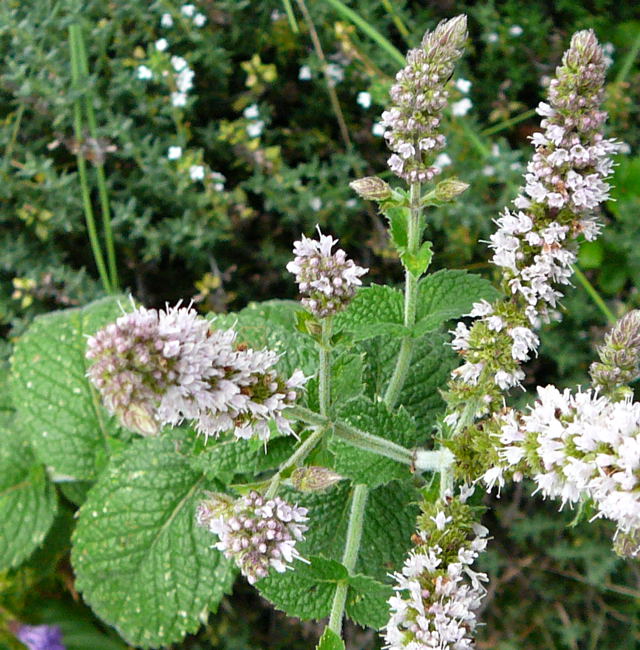 Wollige Apfelminze Mentha x villosa alopecuroides Juli 2008 Wildblumen & Schmetterlinge Htt 079a