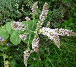 Wollige Apfelminze Mentha x villosa alopecuroides kl.
