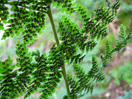 Wurmfarn Dryopteris spec.  Juni 2008 Annweiler Trifels Naturpark Pflzer Wald 086