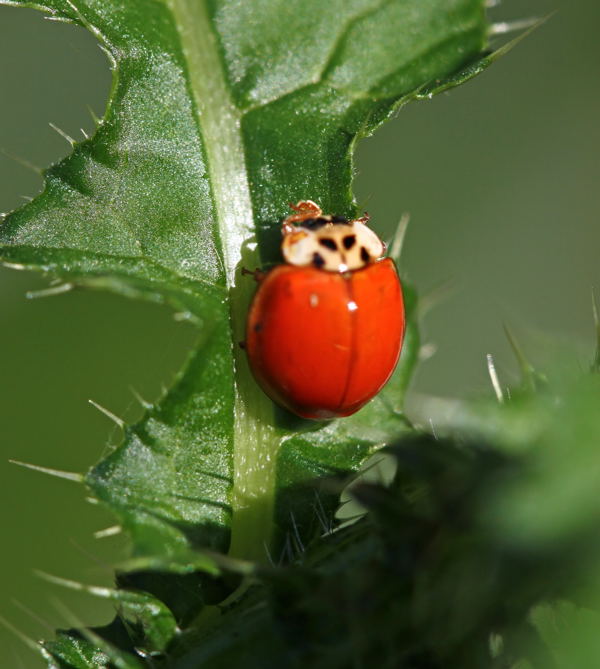 Zehnpunkt- Marienkfer Adalia decempuncata-ganzrot-HttenfeldbeiSportplatz-18.06.09-2-N