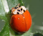 Zehnpunkt- Marienkfer Adalia decempuncata-ganzrot-kl.