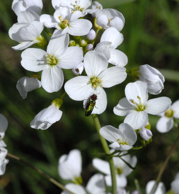 Zierlicher Prachtkfer (Anthaxia nitidula) April 2011 Laudenbach Insekten und Blumen NIKON 052