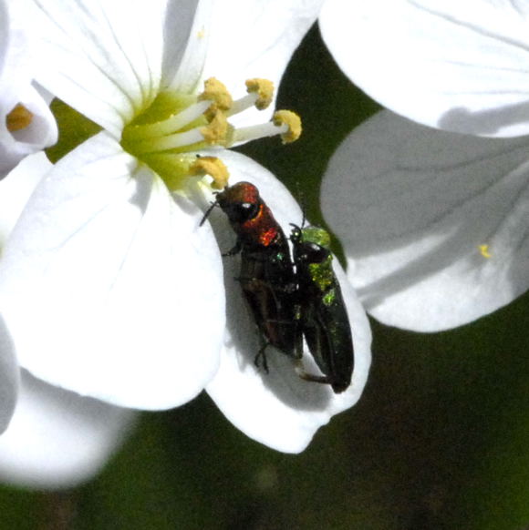 Zierlicher Prachtkfer (Anthaxia nitidula) April 2011 Laudenbach Insekten und Blumen NIKON 055