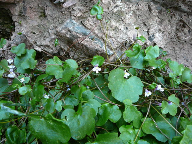 Zimbelkraut (Cymbalaria muralis) Mai 2011 Besuch bei Wally u. Eckhard Saarburg u. Wicke in MA 018