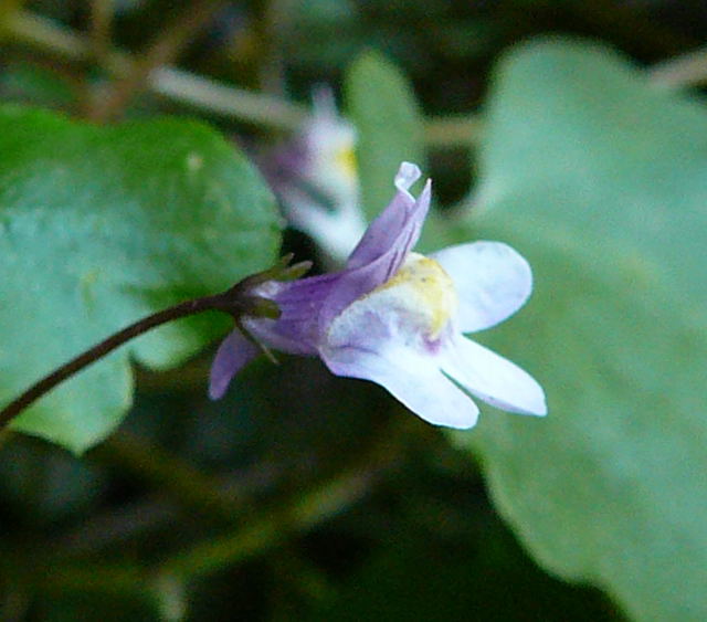 Zimbelkraut (Cymbalaria muralis) Mai 2011 Besuch bei Wally u. Eckhard Saarburg u. Wicke in MA 021