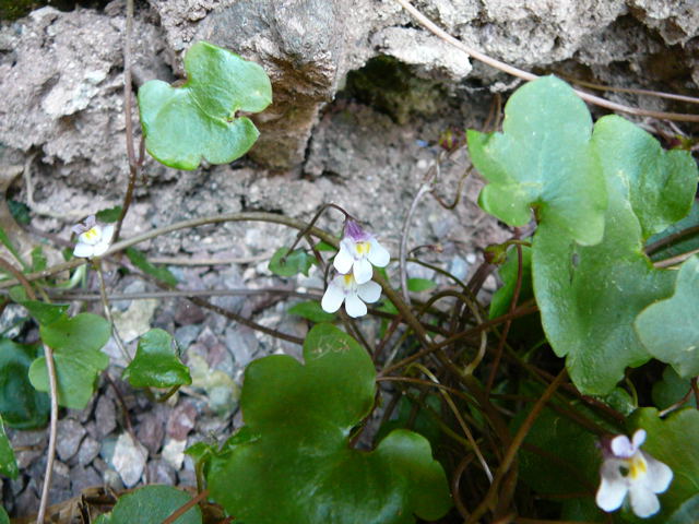Zimbelkraut (Cymbalaria muralis) Mai 2011 Besuch bei Wally u. Eckhard Saarburg u. Wicke in MA 022