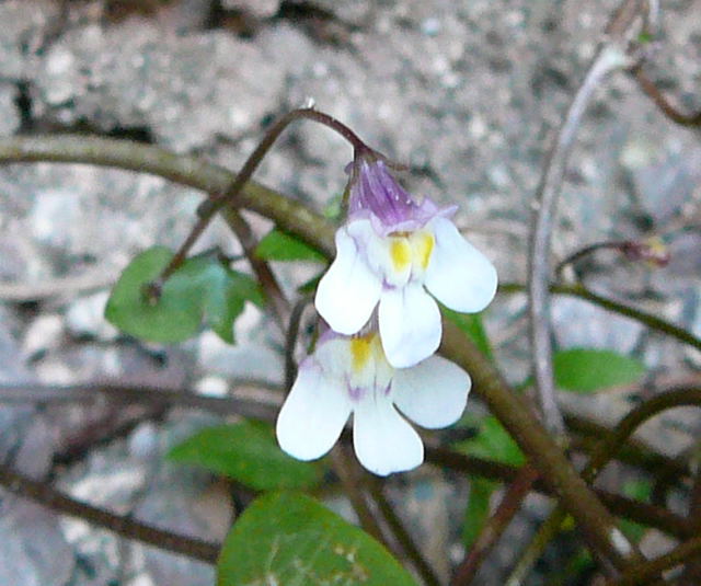 Zimbelkraut (Cymbalaria muralis) Mai 2011 Besuch bei Wally u. Eckhard Saarburg u. Wicke in MA 022a