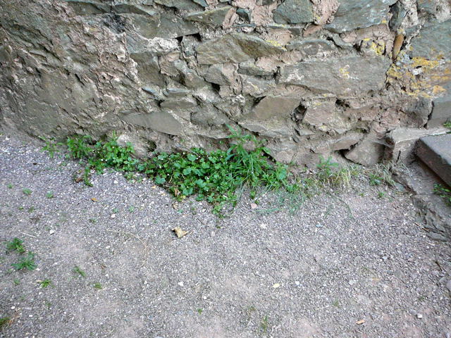 Zimbelkraut (Cymbalaria muralis) Mai 2011 Besuch bei Wally u. Eckhard Saarburg u. Wicke in MA 023