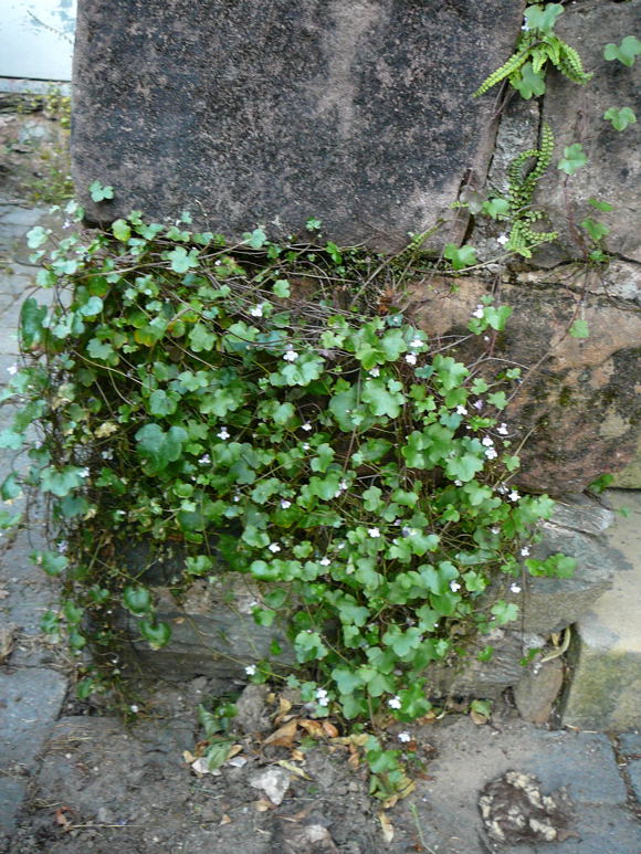 Zimbelkraut (Cymbalaria muralis) Mai 2011 Besuch bei Wally u. Eckhard Saarburg u. Wicke in MA 027
