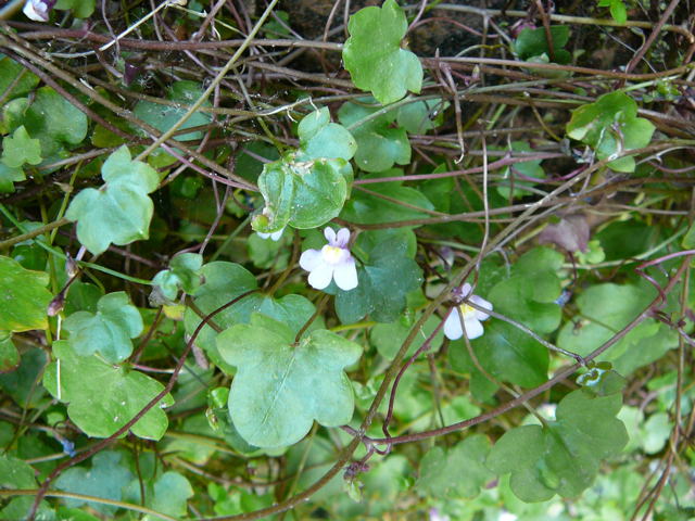 Zimbelkraut (Cymbalaria muralis) Mai 2011 Besuch bei Wally u. Eckhard Saarburg u. Wicke in MA 028