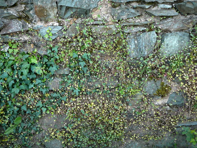 Zimbelkraut (Cymbalaria muralis) Mai 2011 Besuch bei Wally u. Eckhard Saarburg u. Wicke in MA 034