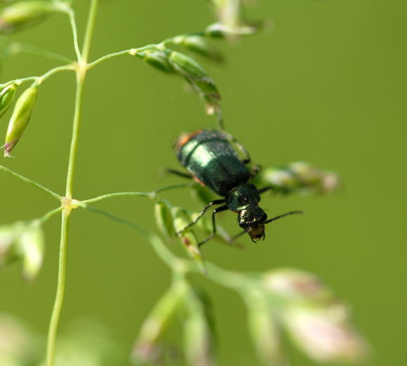 Zipfelkäfer Clanoptilus geniculatus .Mai 09 Hütt Mülldepnie u.Viernheimer Wald 048 Zipfelkäfer Clanoptilus geniculatus .Mai 09 Hütt Mülldepnie u.Viernheimer Wald 048