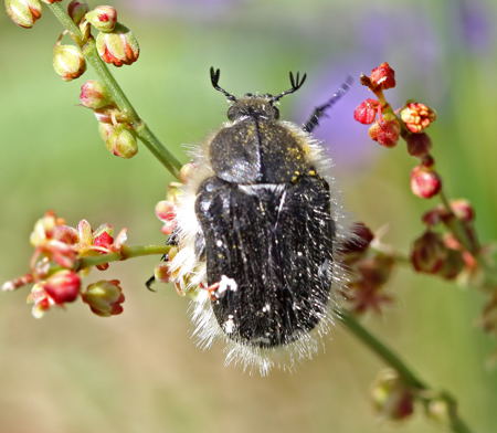 Zottigen Rosenkäfer (Tropinota hirta)-HeideLampertheim-fusselig-17.05.09-2-450-N Zottigen Rosenkäfer (Tropinota hirta)-HeideLampertheim-fusselig-17.05.09-2-450-N
