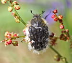 Zottigen Rosenkfer kl.