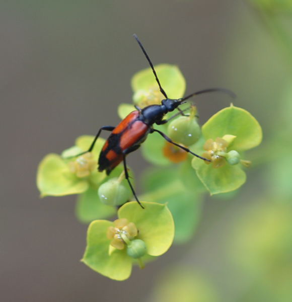 Zweibindiger Schmalbock Stenurella bifasciata Juli 09 Biotop Rote Erde Lorsch NIKON 143 Zweibindiger Schmalbock Stenurella bifasciata Juli 09 Biotop Rote Erde Lorsch NIKON 143