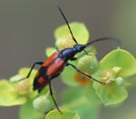 Zweibindiger Schmalbock  Stenurella bifasciata kl.