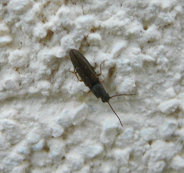 Zweifarbiger Laubschnellkäfer Athous bicolor Juni 2011 Huettenfeld Insekten + Mannheim Firmenparkplatz 003 Zweifarbiger Laubschnellkäfer Athous bicolor Juni 2011 Huettenfeld Insekten + Mannheim Firmenparkplatz 003