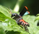 Zweifleckigen Zipfelkfers kl.