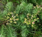 Zypressen-Wolfsmilch kl.4