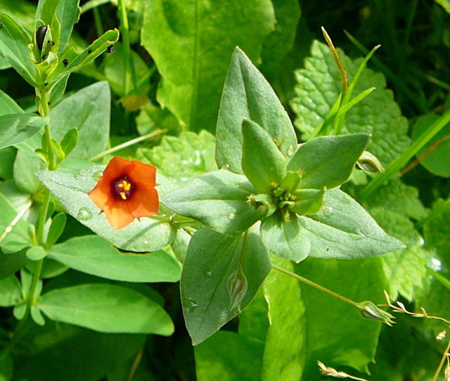 Acker-Gauchheil (Anagallis arvensis).Urlaub 2009 uhlstaedt 066