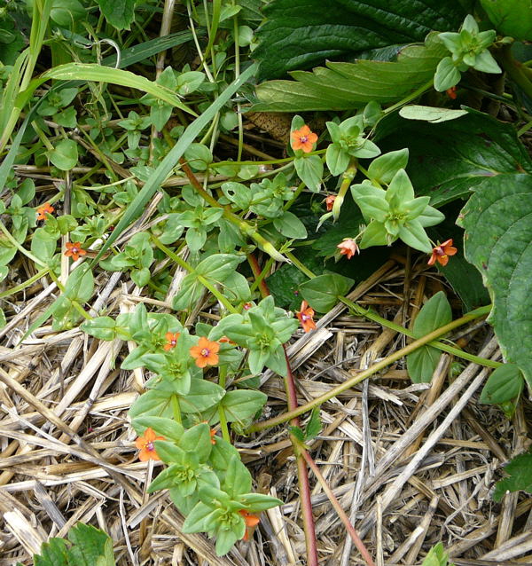 Acker-Gauchheil Juni 09 Huett und Viernheimer Wald 033