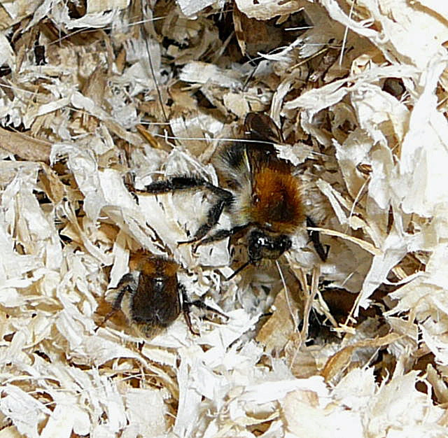 Acker-Hummeln (Bombus pascuorum) Juni 09 Huett Brachacker Alte Schleuse 005