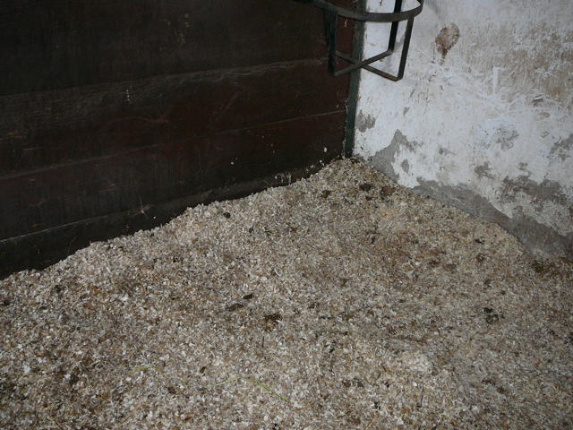 Acker-Hummeln (Bombus pascuorum) Juni 09 Huett Brachacker Alte Schleuse 006