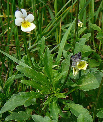 Acker-Stiefmtterchen April 2008 Wildblumen Huettenfeld 052