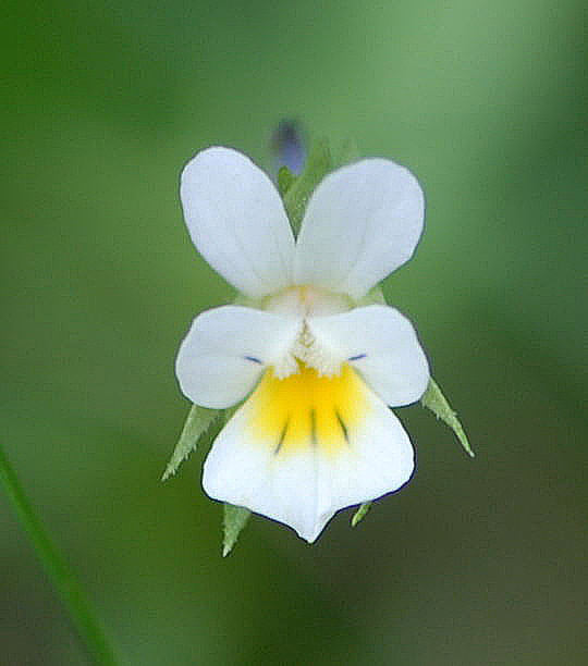 Acker-Stiefmtterchen Okt 2008 Htt Pilze u. Kauz 034