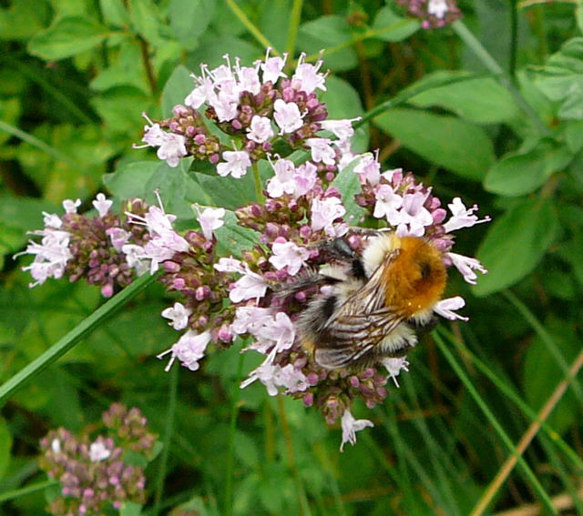 Ackerhummel (Bombus pascuorum)  Juli 09 Bienen Huettenfeld 052