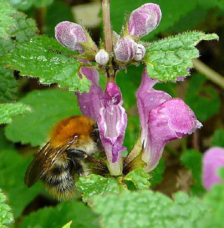 Ackerhummel (Bombus pascuorum) April 2008 Wildblumen Httenfeld-Viernheimer Wald 070