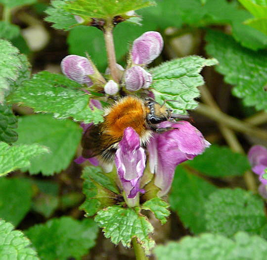 Ackerhummel (Bombus pascuorum) April 2008 Wildblumen Httenfeld-Viernheimer Wald 076