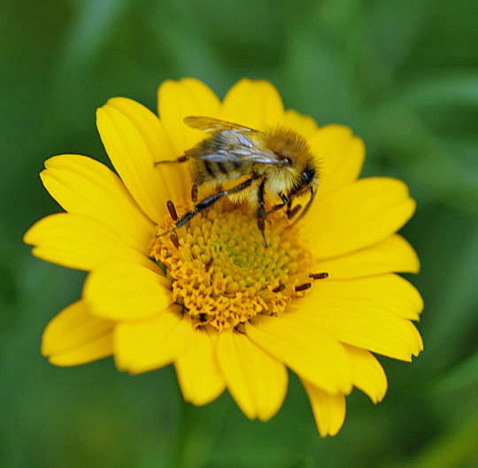 Ackerhummel (Bombus pascuorum) Okt 2008 Htt Pilze u. Kauz 043