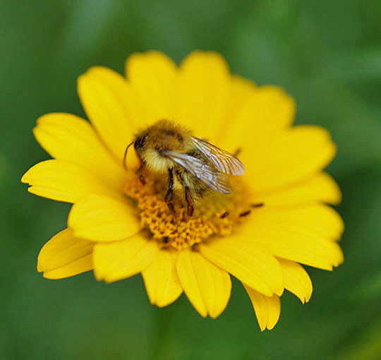 Ackerhummel (Bombus pascuorum) Okt 2008 Htt Pilze u. Kauz 044