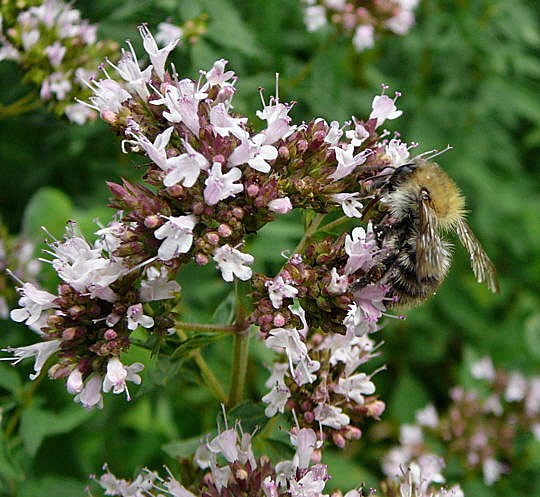 Ackerhummel Juli 2008 Wildblumen & Schmetterlinge Htt 121