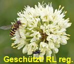 Allermannsharnisch kl.