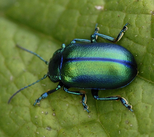 Alpen-Blattkfer Oreina spec.   9.7.2011 Allgu Alpen Fellhorn NIKON2 106