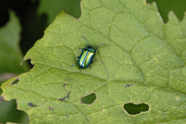 Alpen-Blattkfer Oreina spec.   9.7.2011 Allgu Alpen Fellhorn NIKON2 104