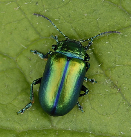 Alpen-Blattkfer Oreina spec.  9.7.2011 Allgu Alpen Fellhorn NIKON2 105